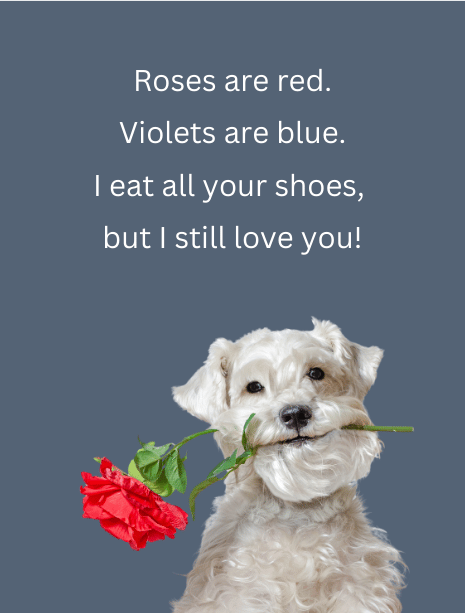 Valentine's Day Card